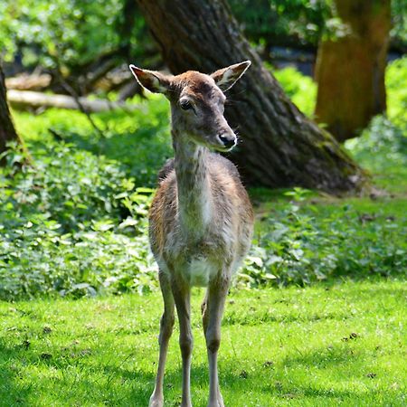 Le Gite De L'Ecureuil Sturzelbronn ภายนอก รูปภาพ
