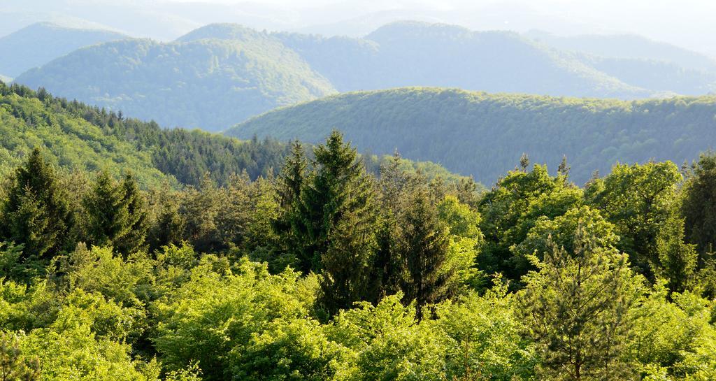 Le Gite De L'Ecureuil Sturzelbronn ภายนอก รูปภาพ